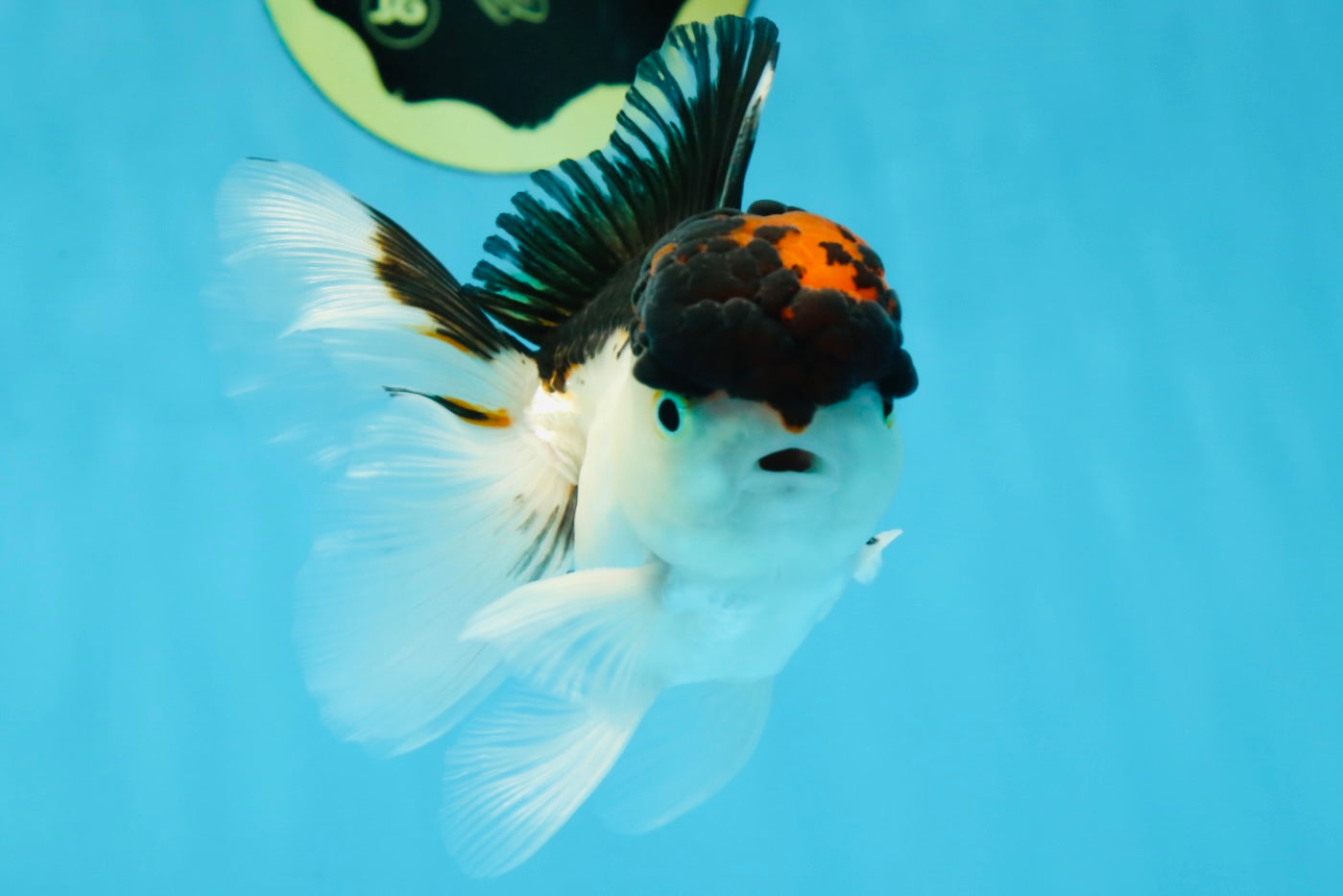 A Grade Tricolor Oranda Male 4.5 inches #053025OR_17