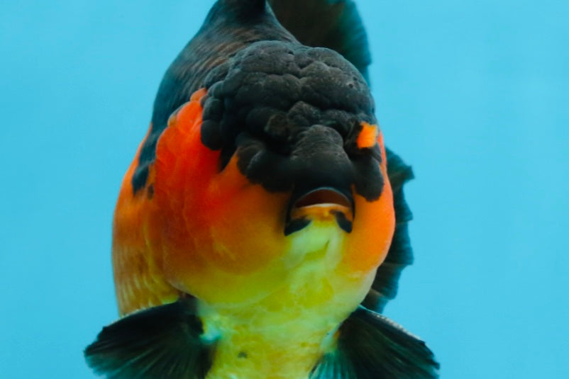 A Grade Apache Yuanbao Male 5 inches #101025YB_26