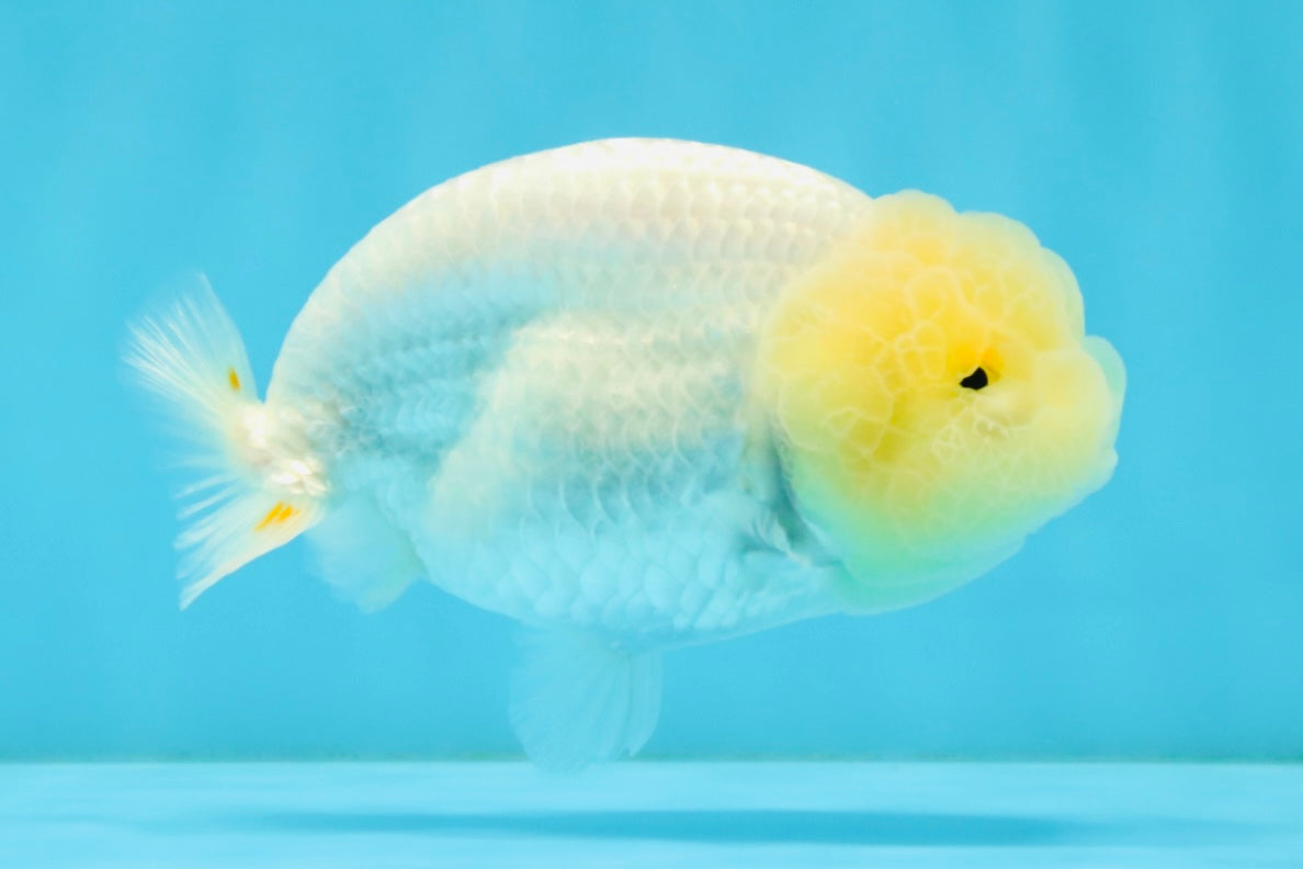 A Grade White LionQueen 4-4.5 inches #032726LC_20