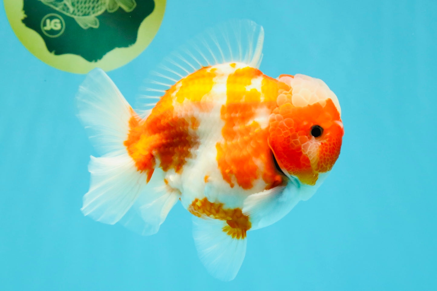 CHONKY AAA Grade Sakura Yuanbao Male 5 inches #032026YB_19