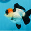 A Grade Tricolor Red Head Oranda Female 4.5 inches #0830OR_05