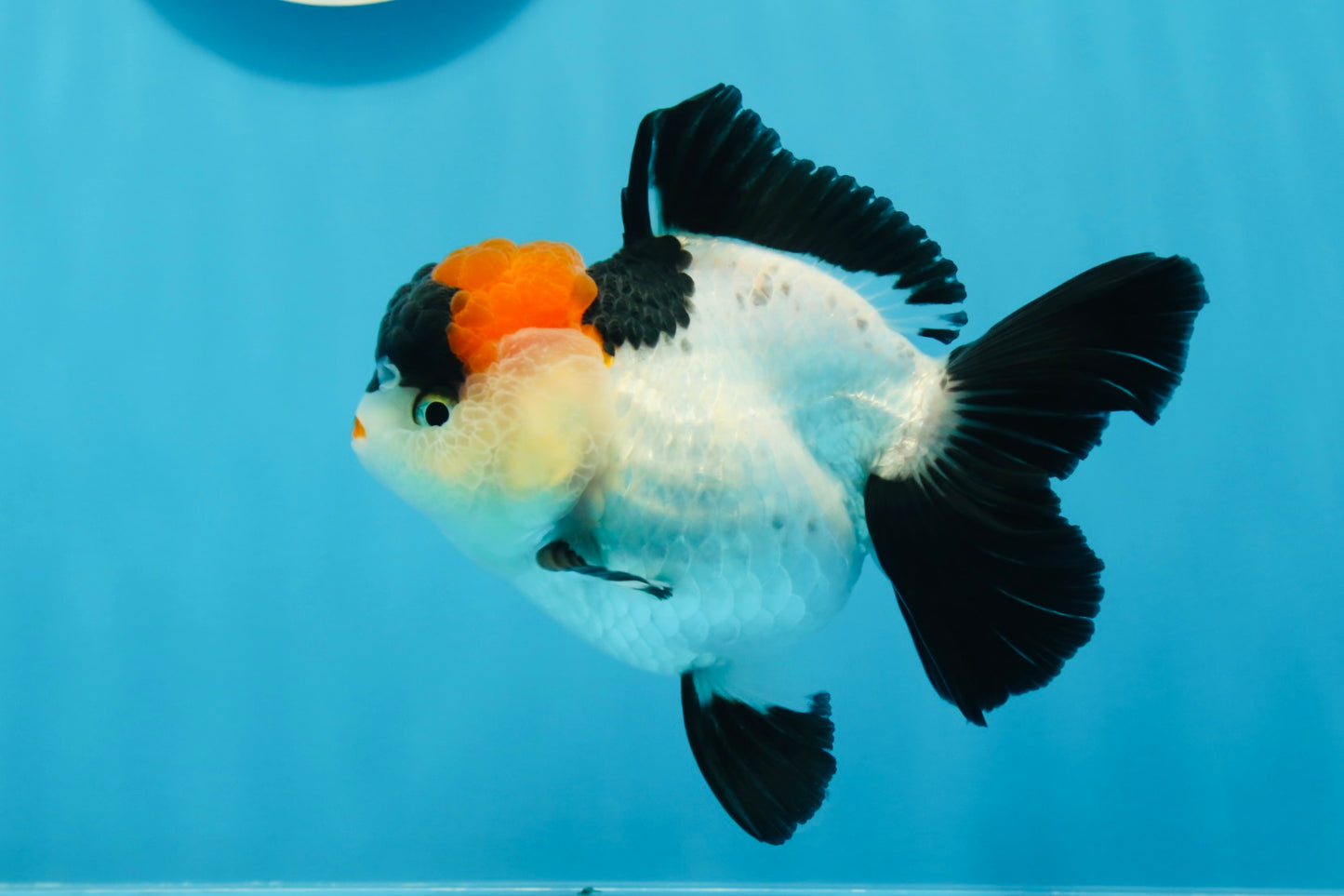 A Grade Tricolor Red Head Oranda Female 4.5 inches #0830OR_05