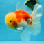AAA Grade Godzilla Sakura Oranda Male 6 inches #053025OR_25