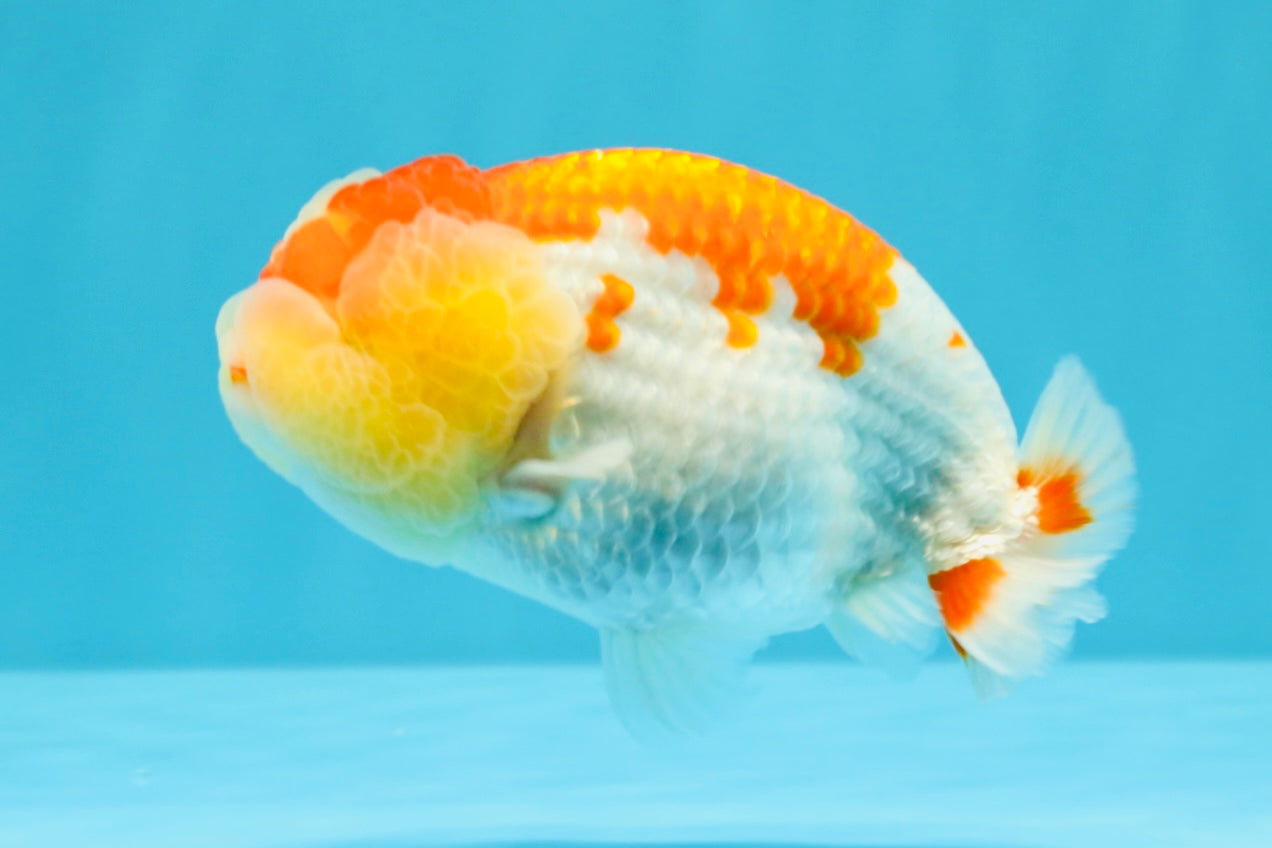 A Grade Kohaku Red White LionKing 4-4.5 inches #022026LC_17