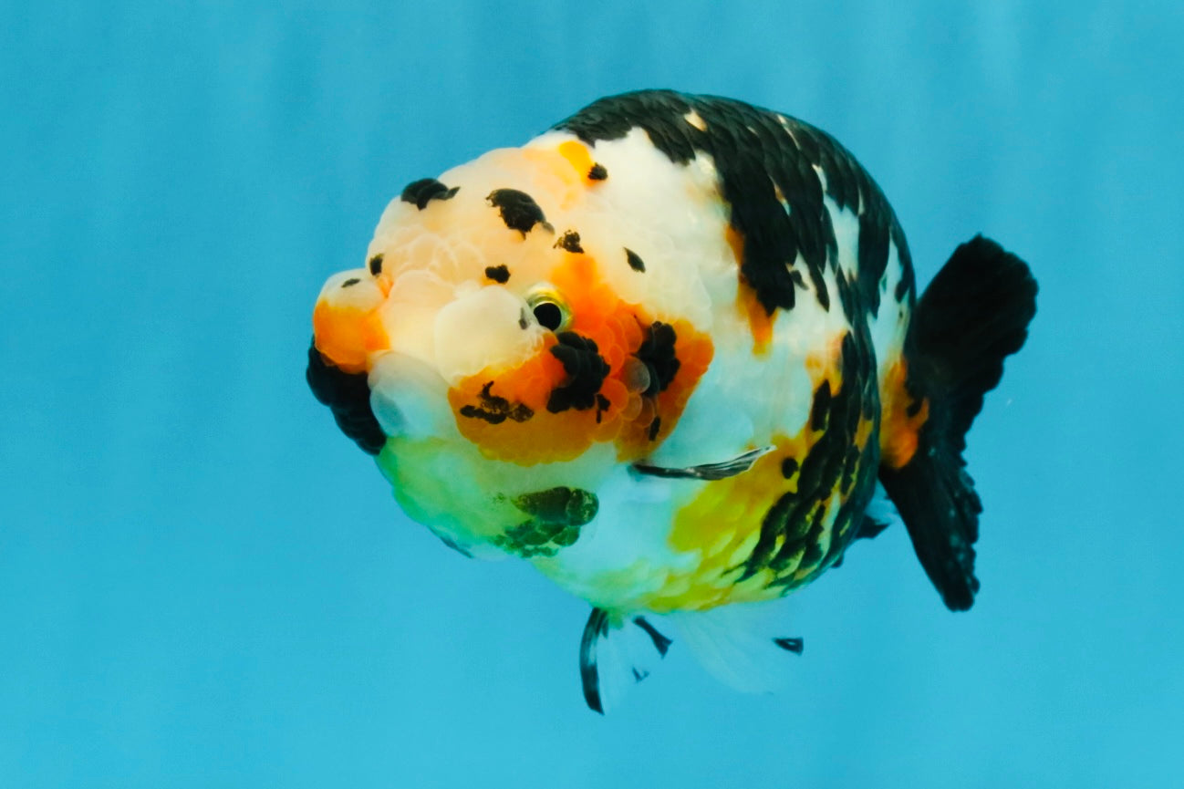 Chinese Tricolor Ranchu Male 5.5 inches #041026RC_20