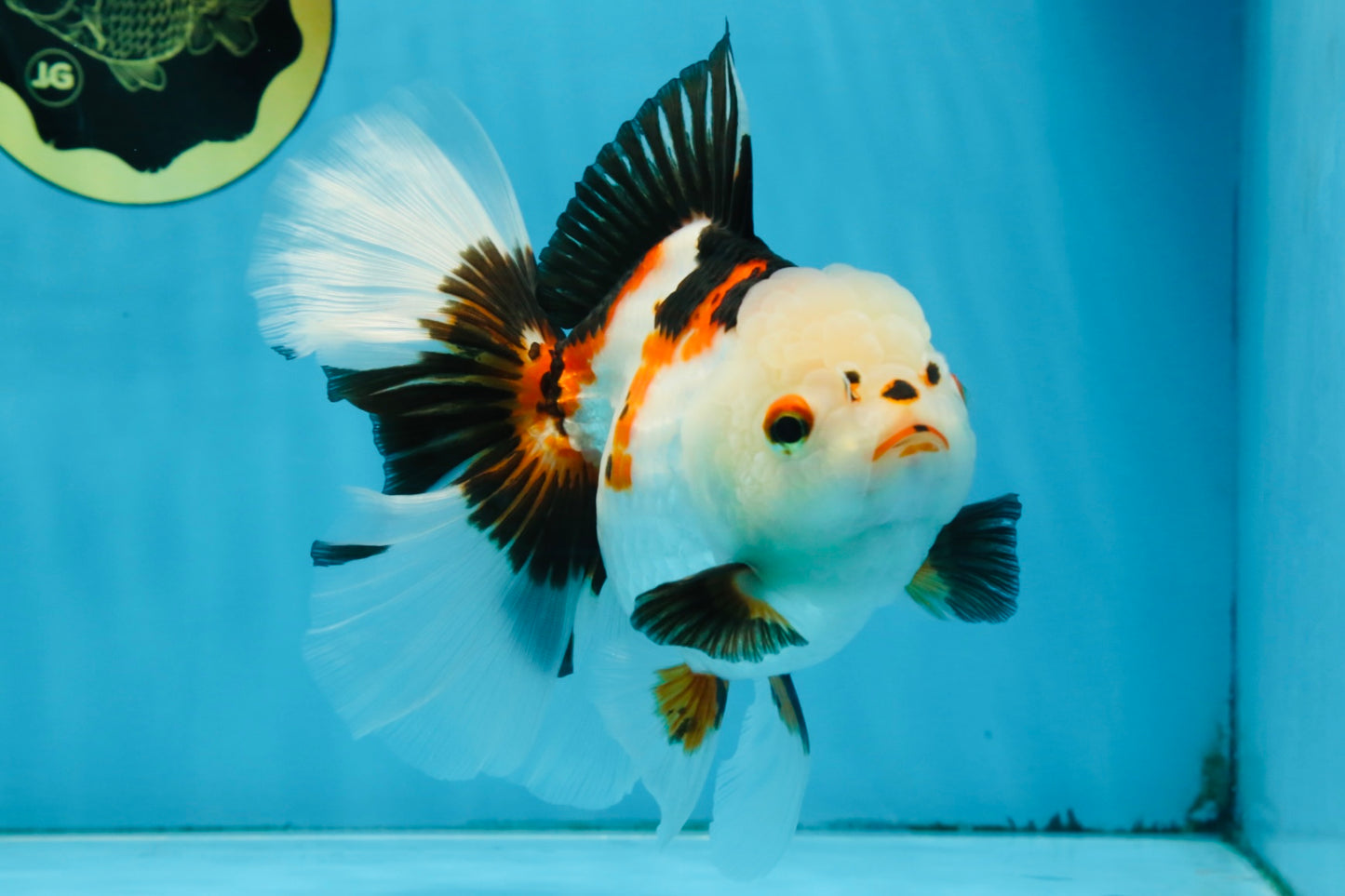 A Grade PUPPY Tricolor Oranda Female 6 inches #091925OR_10