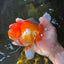 TOMATO AAA Grade Red White Oranda Male 5.5-6 inches #082225OR_11