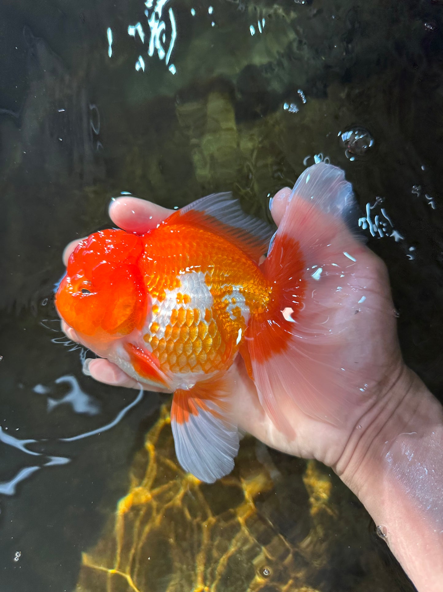 TOMATO AAA Grade Red White Oranda Male 5.5-6 inches #082225OR_11