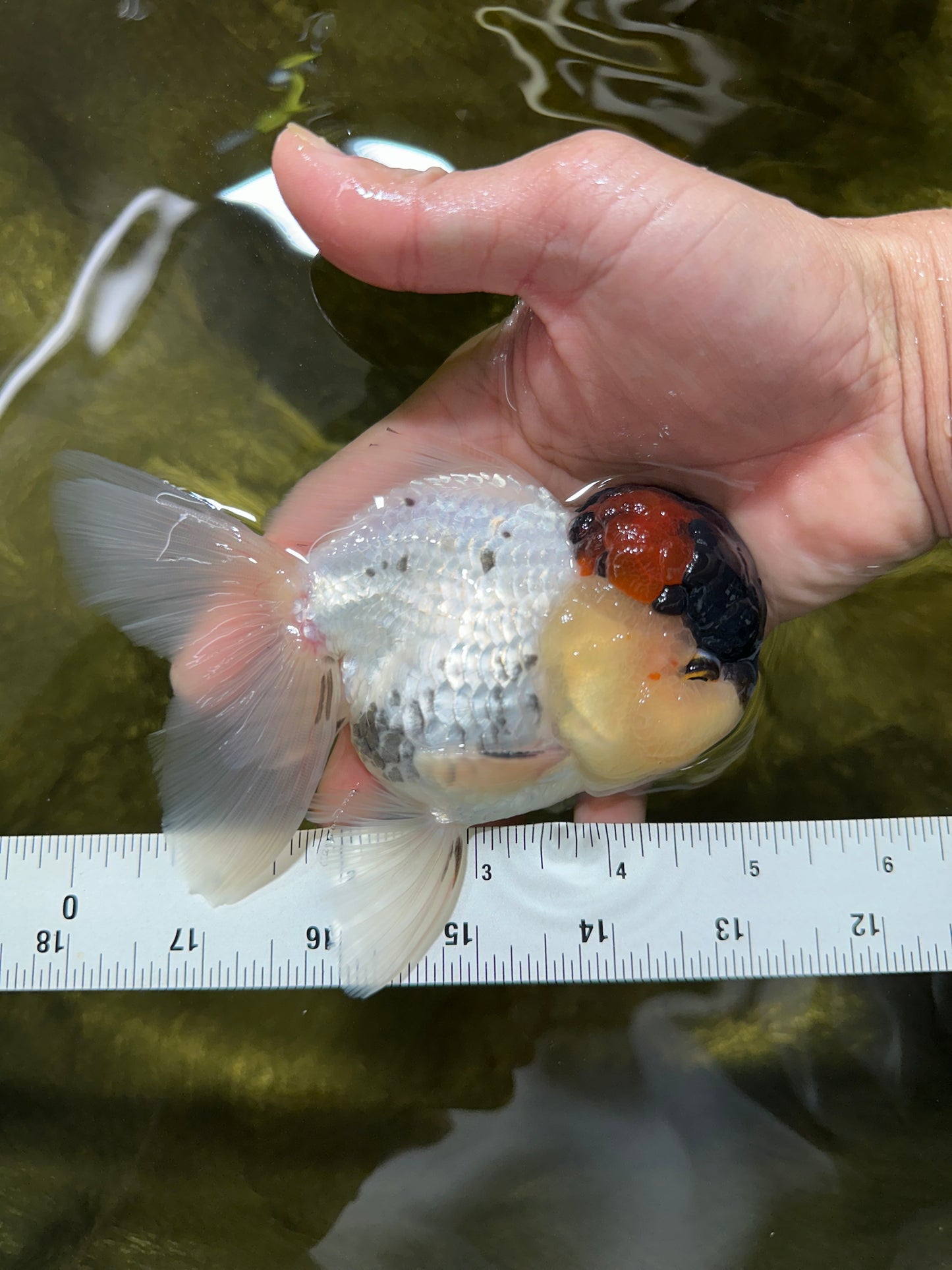 Unique Color AAA Grade Tricolor Lava Head Oranda Male 5 inches #042525OR_08