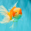 CHONKY A Grade Red White Oranda Male 6 inches #081426OR_06