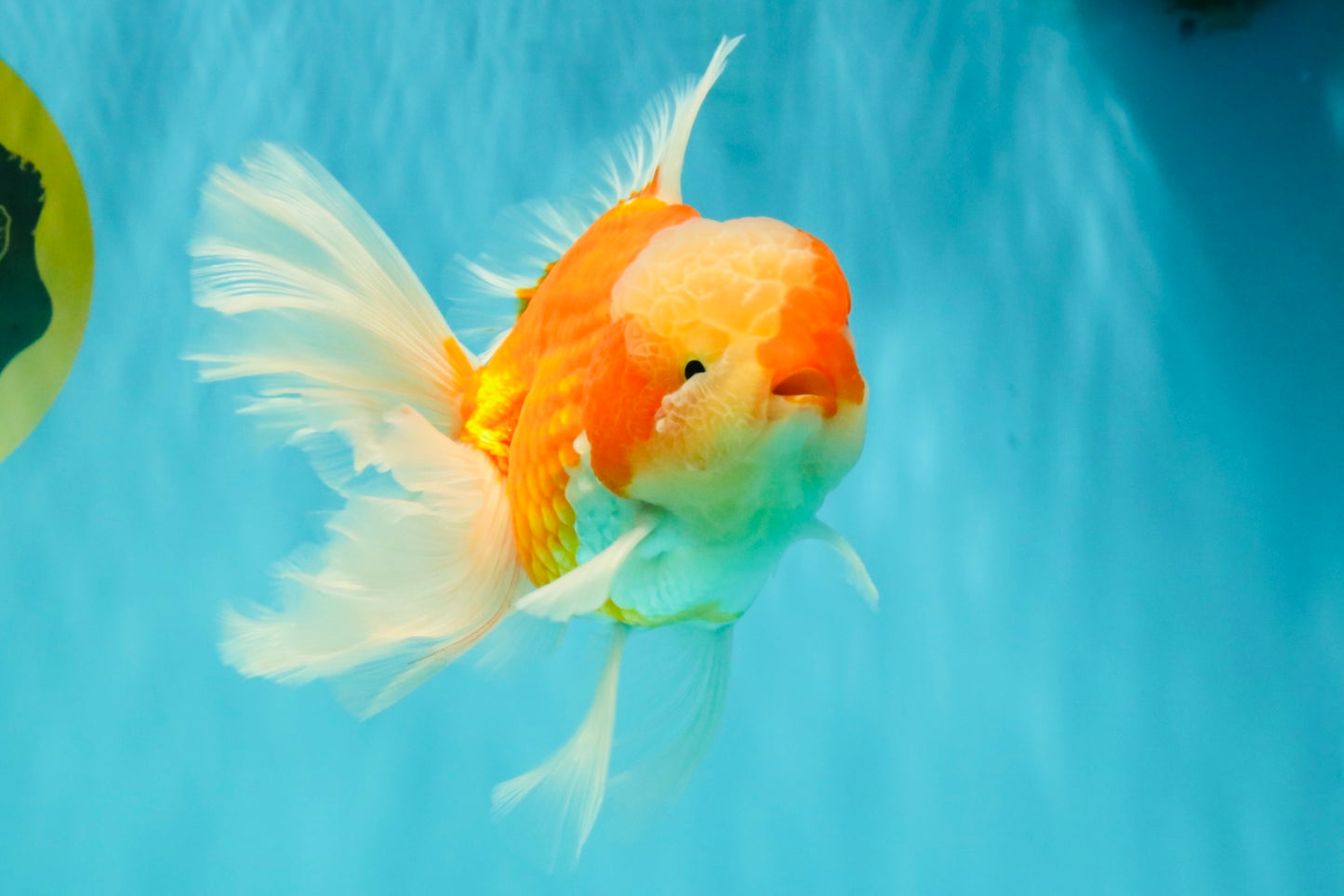 CHONKY A Grade Red White Oranda Male 6 inches #081426OR_06