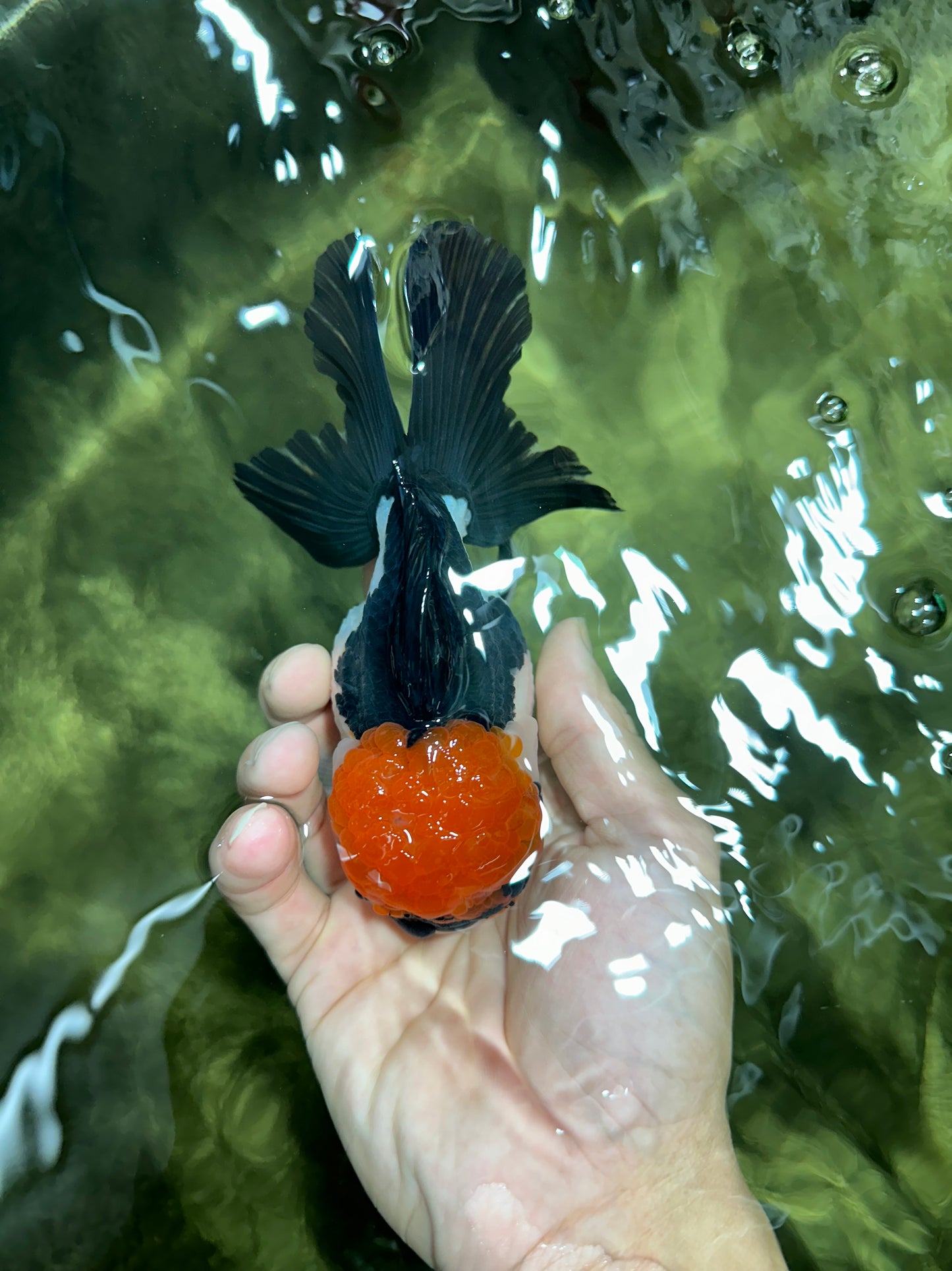 A Grade Villain Tricolor Oranda Male 5.5 inches #111524OR_30