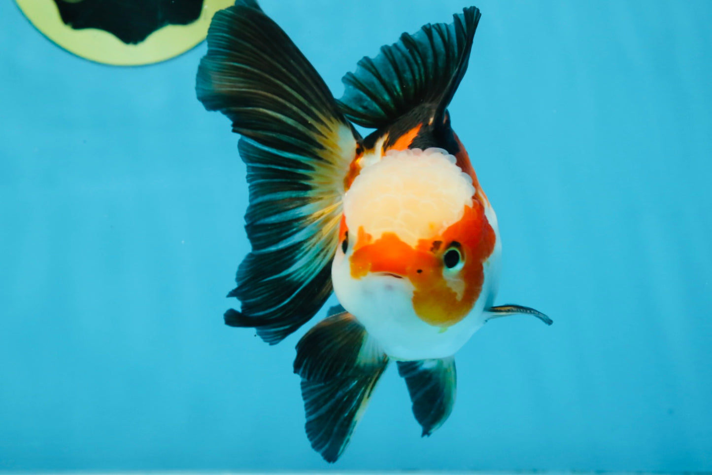 UNIQUE Tricolor Oranda Male 5 inches #100325OR_21