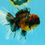 AAA Grade Dark Kirin Long Tail Oranda Male 6.5-7 inches #022726OR_09