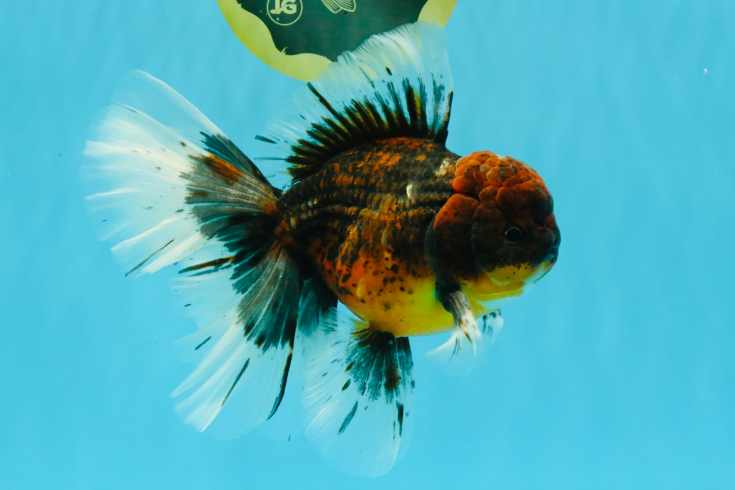 AAA Grade Dark Kirin Long Tail Oranda Male 6.5-7 inches #022726OR_09