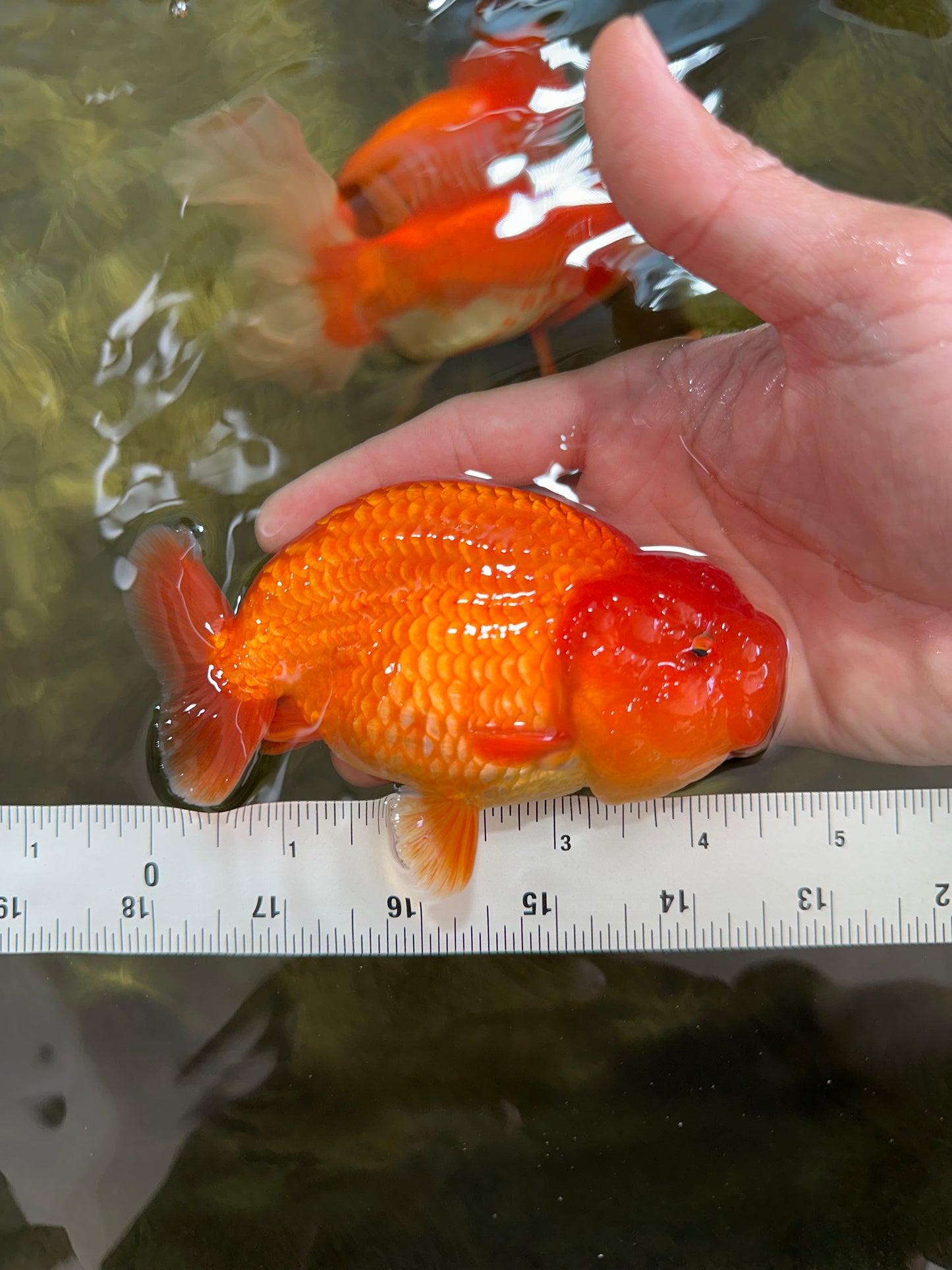 AAA Grade Solid Red LionKing 4.5  inches #052325LC_21