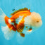 OLAF A Grade Red White Oranda Male 6 inches #040326OR_14