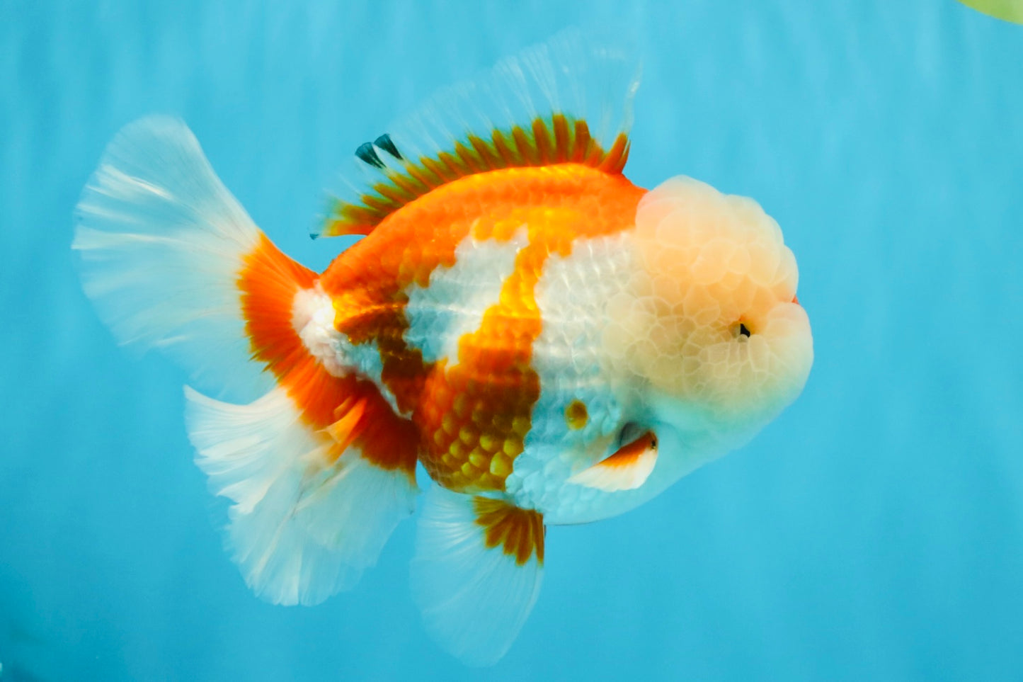 OLAF A Grade Red White Oranda Male 6 inches #040326OR_14
