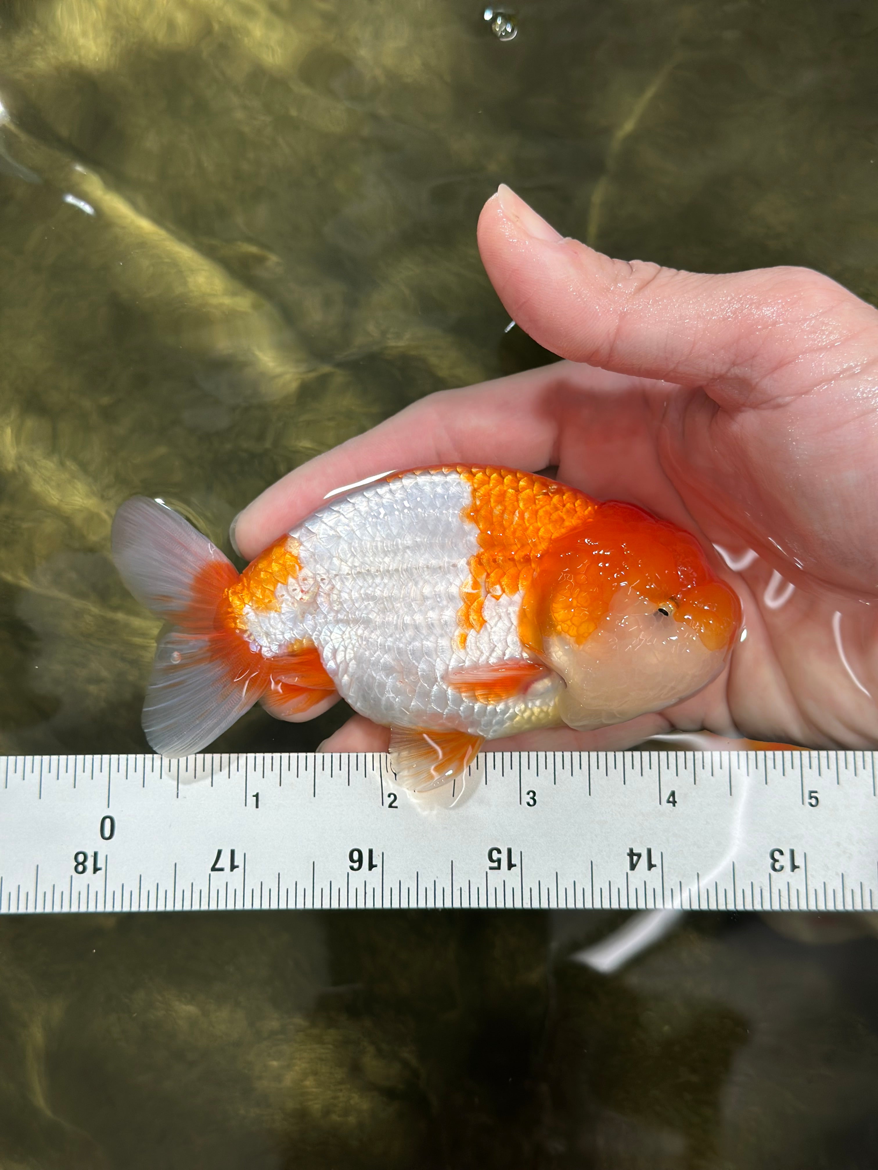 邦楽 fish tone / INNER CHILD Thunderhead® Submersible Lumbar - Small – Fishpond