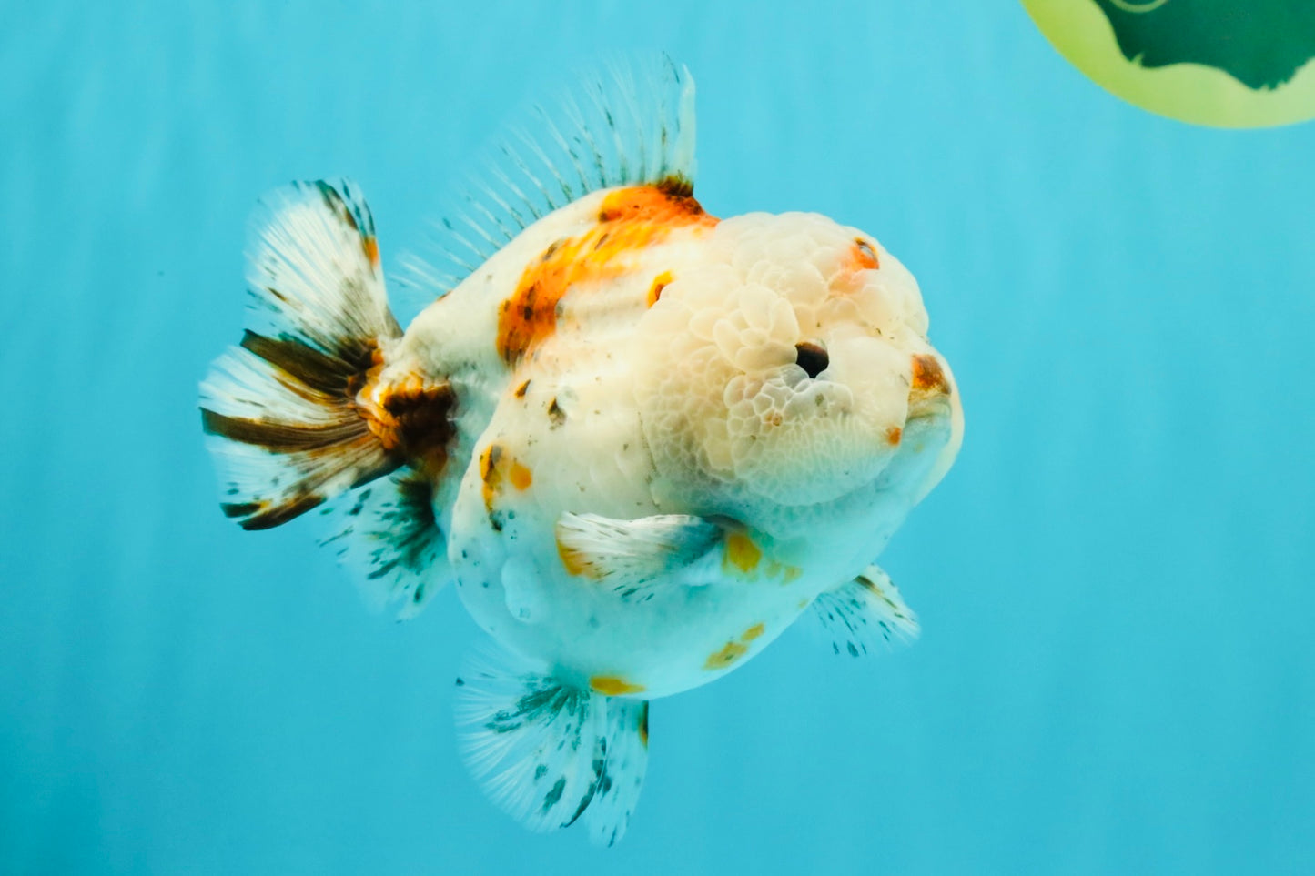 A Grade Calico Yuanbao Male 5-5.5 inches #032026YB_17