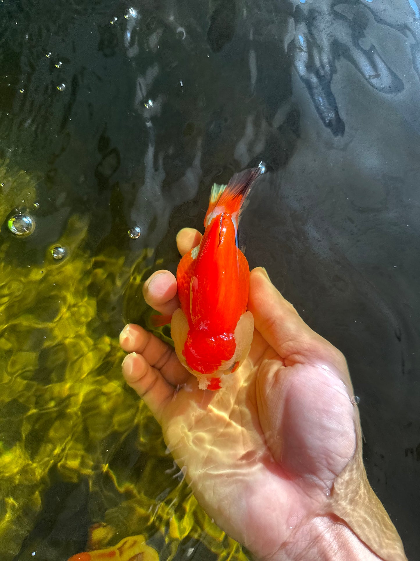 A Grade Pompom Tricolor Yuanbao Female 4-4.5 inches #050925YB_27