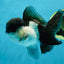 A Grade Panda Oranda Male 4.5-5 inches #010325OR_09