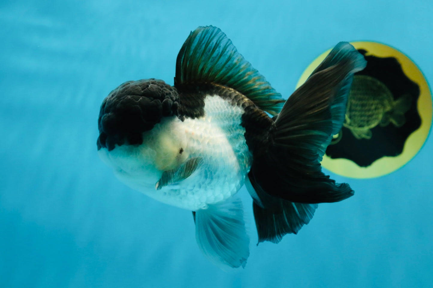 A Grade Panda Oranda Male 4.5-5 inches #010325OR_09