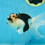 A Grade SPECIAL Panda Oranda Male 6 inches #090525OR_14
