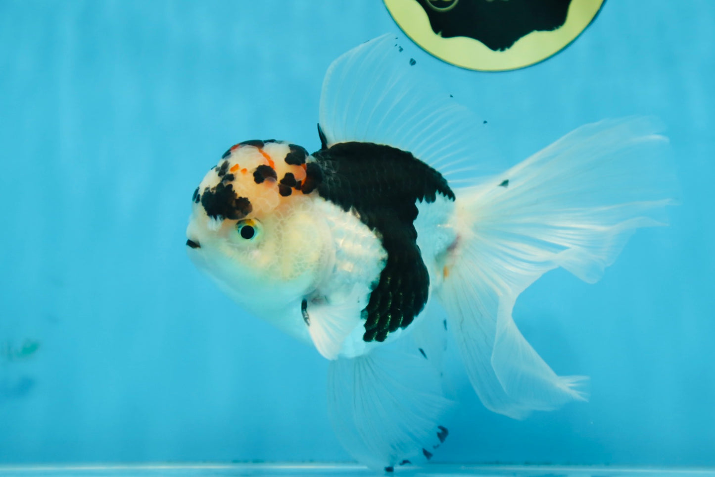 A Grade SPECIAL Panda Oranda Male 6 inches #090525OR_14