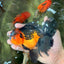 LAVA AAA Grade Apache Oranda Male 5.5 inches #100926OR_21
