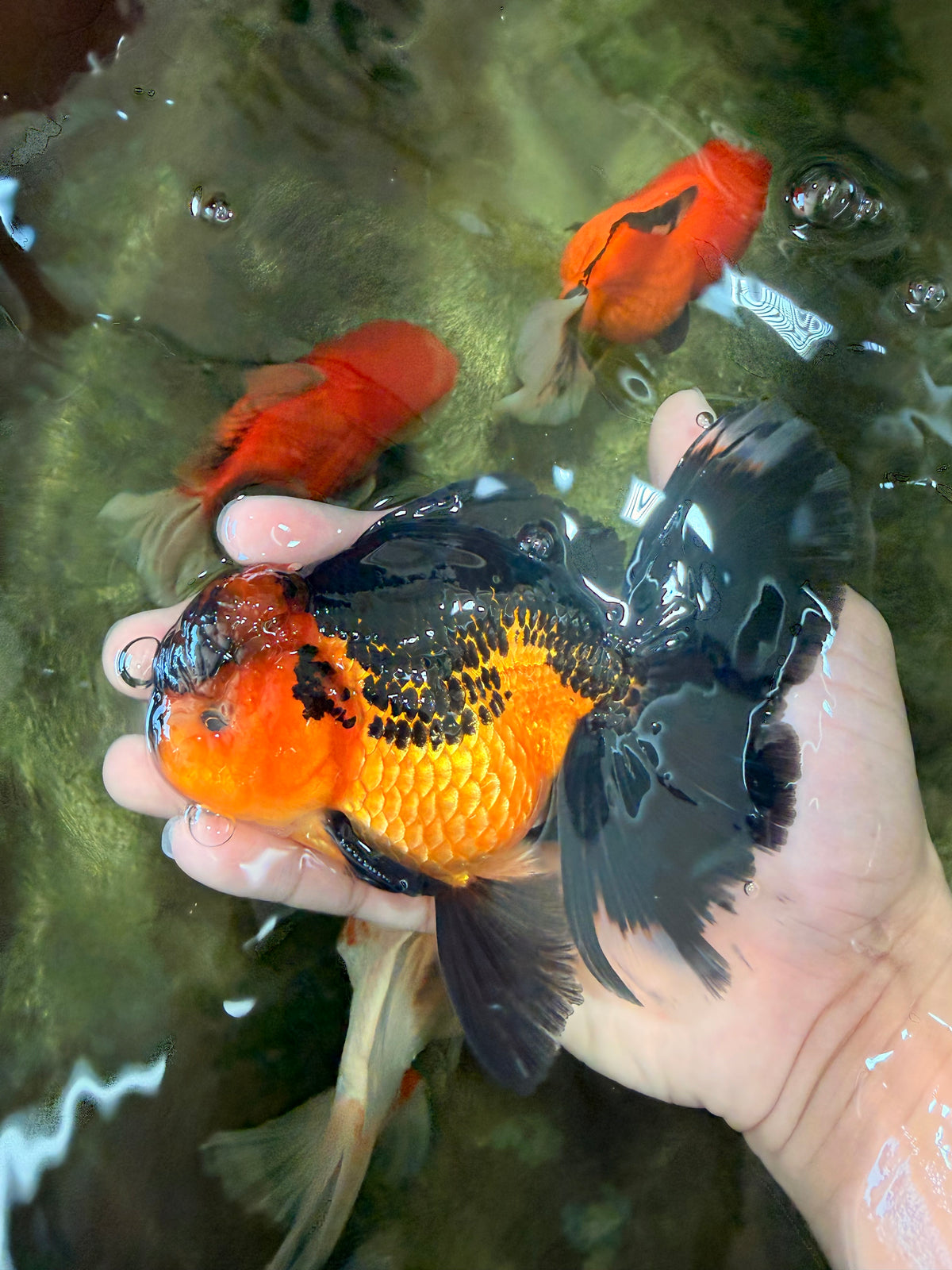 LAVA AAA Grade Apache Oranda Male 5.5 inches #100926OR_21