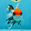 A Grade Tricolor Oranda Female 4.5 inches #010325OR_05