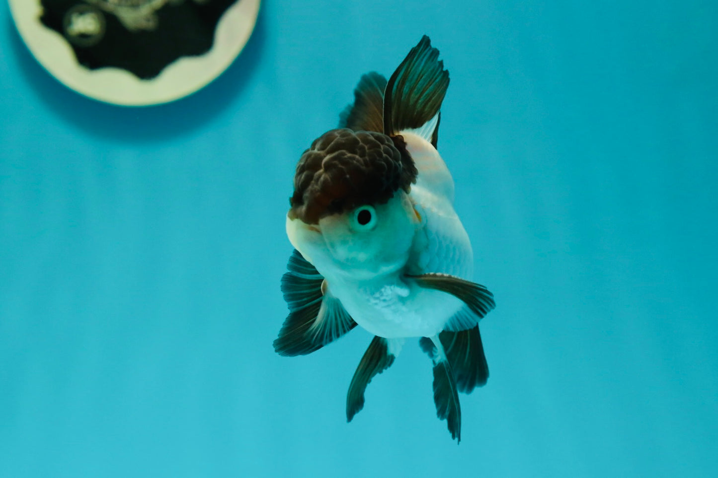 Panda Oranda Male 3.5 inches #102524OR_21