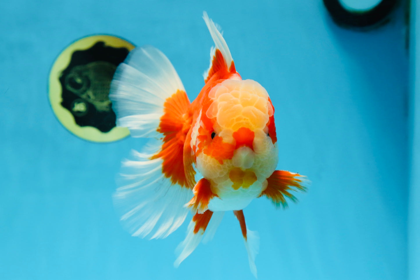 AAA Grade Red White Oranda Male 6.5 inches #080125OR_08