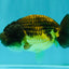 Apache Lionchu Female 4.5 inches #081426LC_25