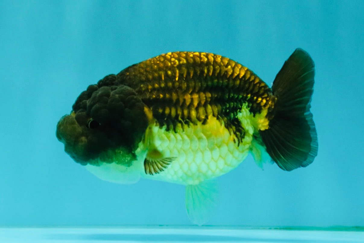 Apache Lionchu Female 4.5 inches #081426LC_25
