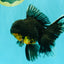 AAA Grade Long Fin Kirin Oranda Male 5.5-6 inches #062626OR_23
