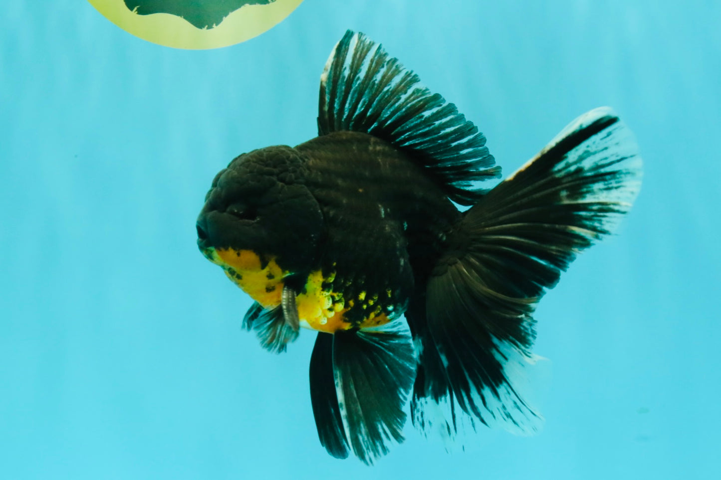 AAA Grade Long Fin Kirin Oranda Male 5.5-6 inches #062626OR_23