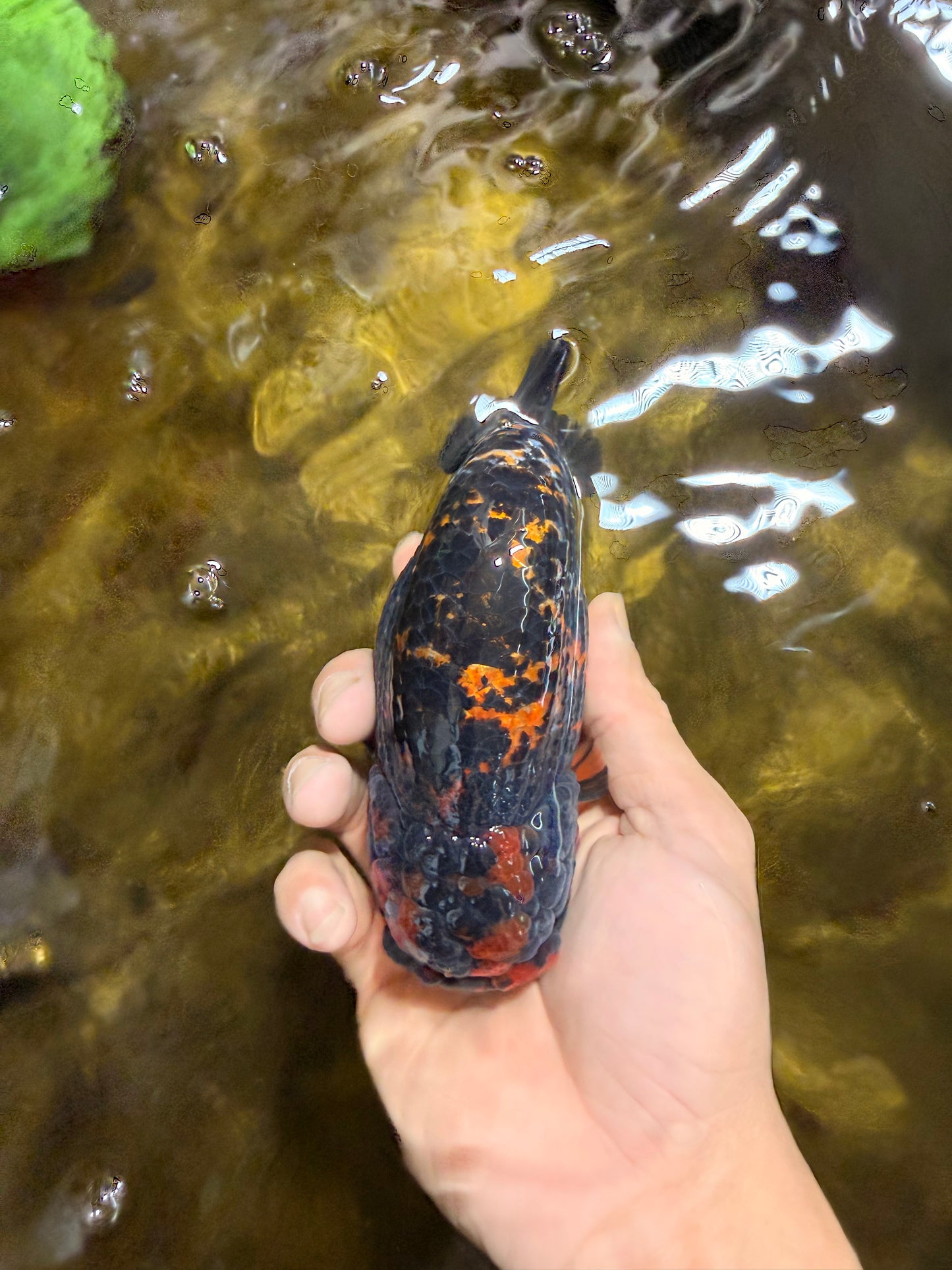 A Grade Tricolor Tiger LionKing 5.5 inches #103125LC_11