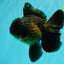 GODZILLA AAA Grade Black Oranda Male 6 inches #100926OR_24