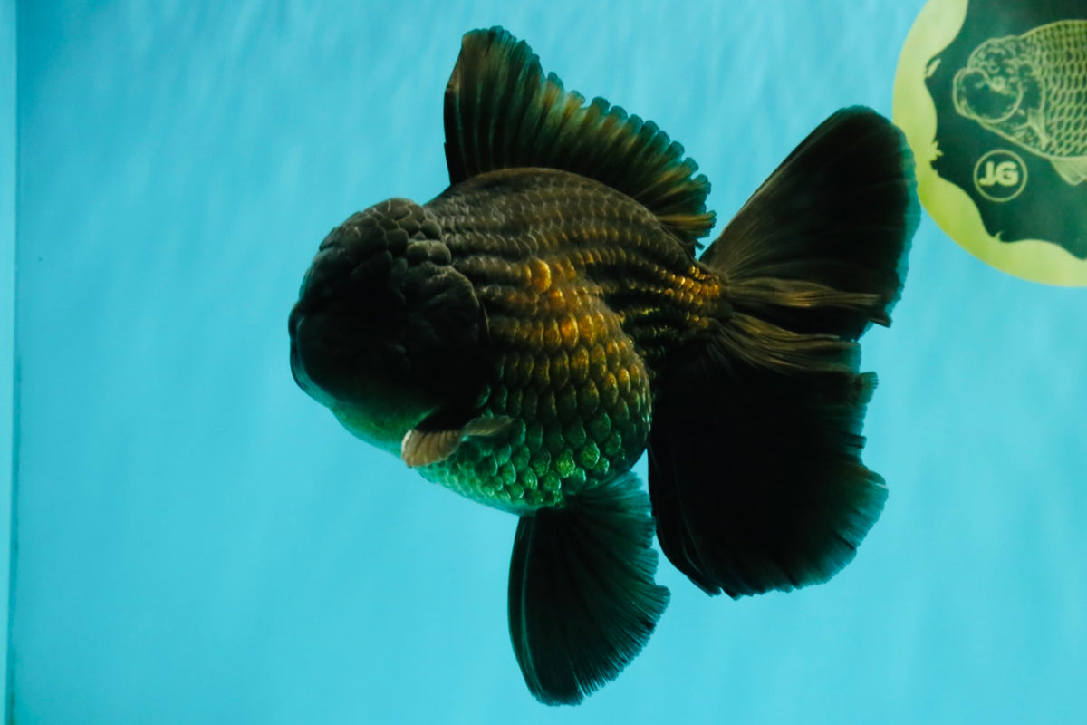 GODZILLA AAA Grade Black Oranda Male 6 inches #100926OR_24