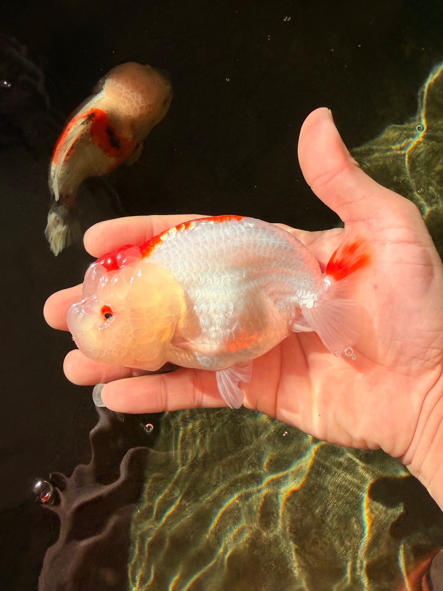 CHUBBY AAA Grade Kohaku Red White LionQueen 4.5-5 inches #032726LC_18