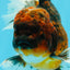 AAA Grade Dark Kirin Long Tail Oranda Male 6.5-7 inches #022726OR_09