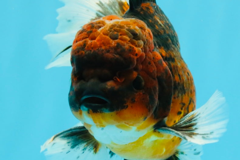 AAA Grade Dark Kirin Long Tail Oranda Male 6.5-7 inches #022726OR_09