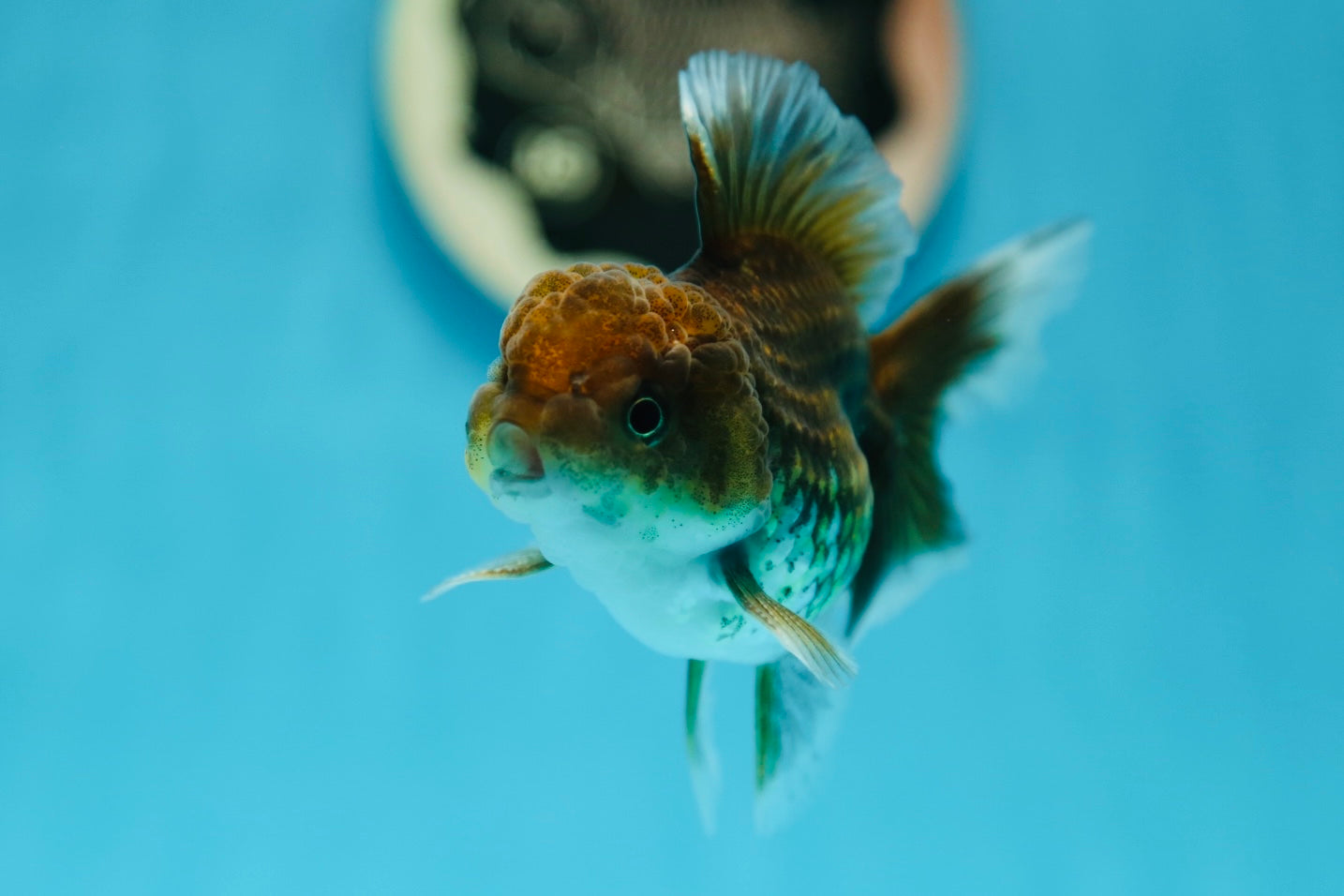 Grado A Kirin Oranda Macho 3.5 pulgadas #0804OR_23