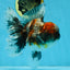 A Grade Kirin Oranda Female 6 inches #110725OR_02