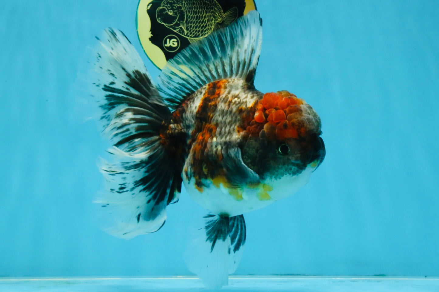 A Grade Kirin Oranda Female 6 inches #110725OR_02