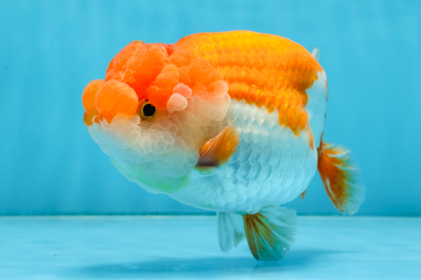 A Grade FLUFFY WEN Red White LionQueen 5.5 inches #091925LC_25