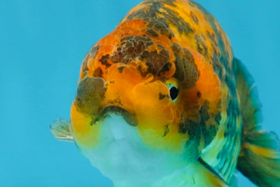 A Grade Tiger LionKing 5 inches #103125LC_14