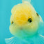 A Grade BULLDOG Lemonhead Oranda Male 4.5-5 inches #1018OR_22